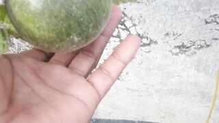 the melon is still small and needs care