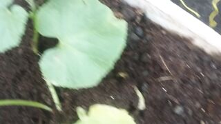 the melon is still small and needs special care