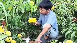 Memanen buah segar