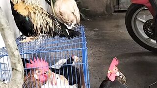 The chicken 2