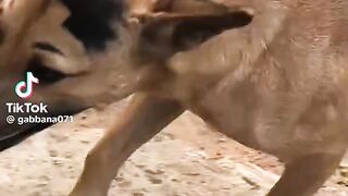 Cão com laminagem