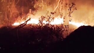 Forest Fire 2
