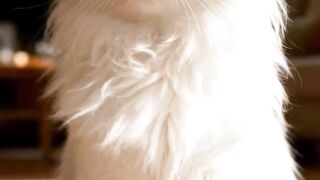 “Seu gato está respirando diferente?”