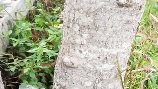 Vidio kucing 2