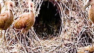 Most beautiful bird nests in the world