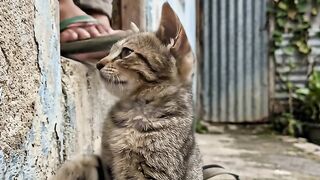 Kucing yang sesang sakit