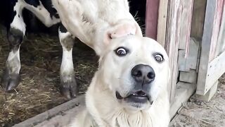 funy dogs moment
