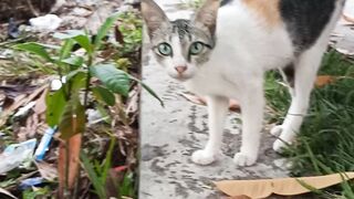 Vidio kucing 3