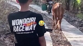 Kerbau vs motor