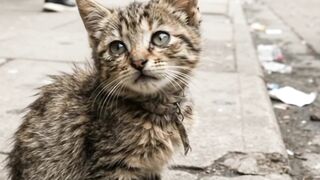 Kucing Yang Ingin Ditolong