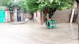 Shahid tiktok