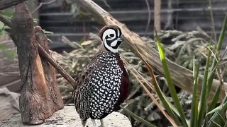 Hot Off The Nest