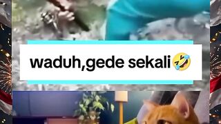 Waduh gede sekali