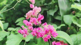 Flower Antigonon leptopus