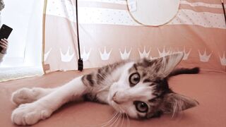 Domestic Shorthair