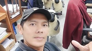 di kantor di datangi shaun the sheep
