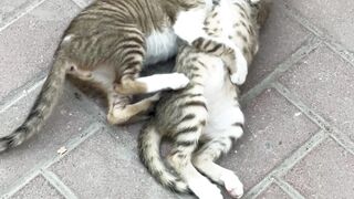 cat tabby