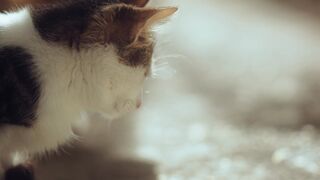 cat bicolor tabby