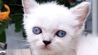 Persian Longhair