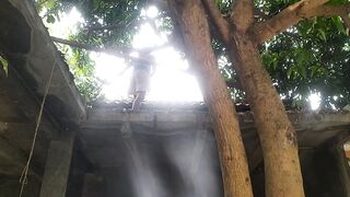 Pohon mangga seperti beringin