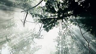 Bird song 4