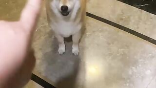 I told my dog NOT to follow me, and this happened 😂🐶