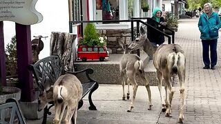 Canada Natur Pur