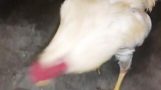 large Bangkok chicken