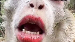 A beautiful monkey