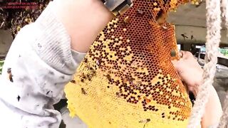Harvesting Honey in an Apartment! 🐝