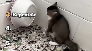 Top 5 kucing bikin ketawa.