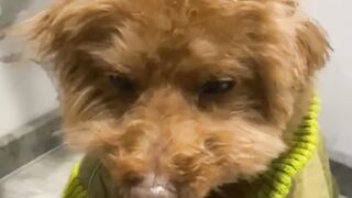 My Tiny Poodle's Hilarious Reaction After His Haircut - So Confused!