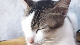Kucing imut 8