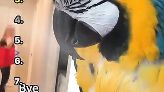 The Funniest Parrot Moments