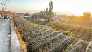 Sunset di tanah merbabu