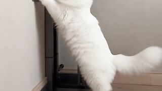 Cat inverse