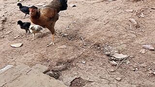 Vidio ayam