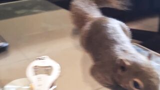 Squirrel "ARMY" Part 2