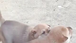 This Little Puppy’s Walk Will Make You Smile!