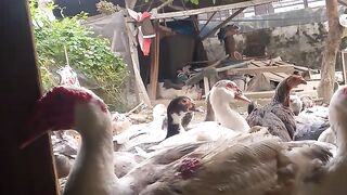 White Ducks in Rural Farm — Indonesian Livestock