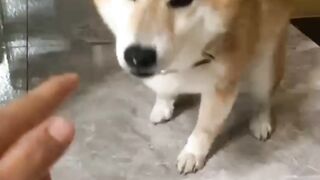 My Shiba Will Do ANYTHING For Yogurt😂