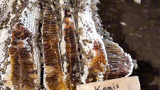 The Most Satisfying Honey Harvest! 🍯 Pure Honey Straight From the Hive