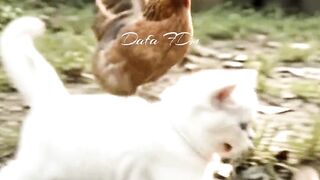 Baby Cat vs Chicken 😹🐱🐔 The Cutest Unexpected Battle!
