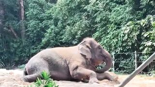 Proof That Baby Elephants Are Just Pure Sunshine! 🐾❤️