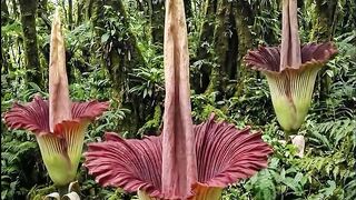 Siap Rare Giant Flower — Nature Wonder in Indonesian Forest