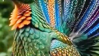 Beautiful bird 26