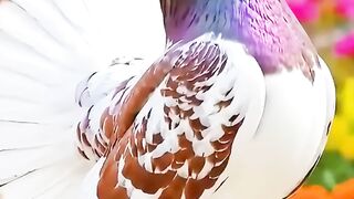 Beautiful bird 27