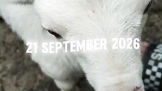 A cute lamb