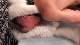 Cat UFC