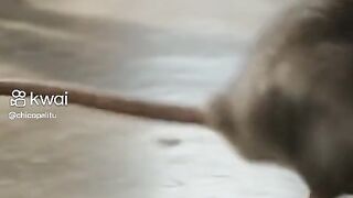 O menino só queria pegar o rato kkkkkkk